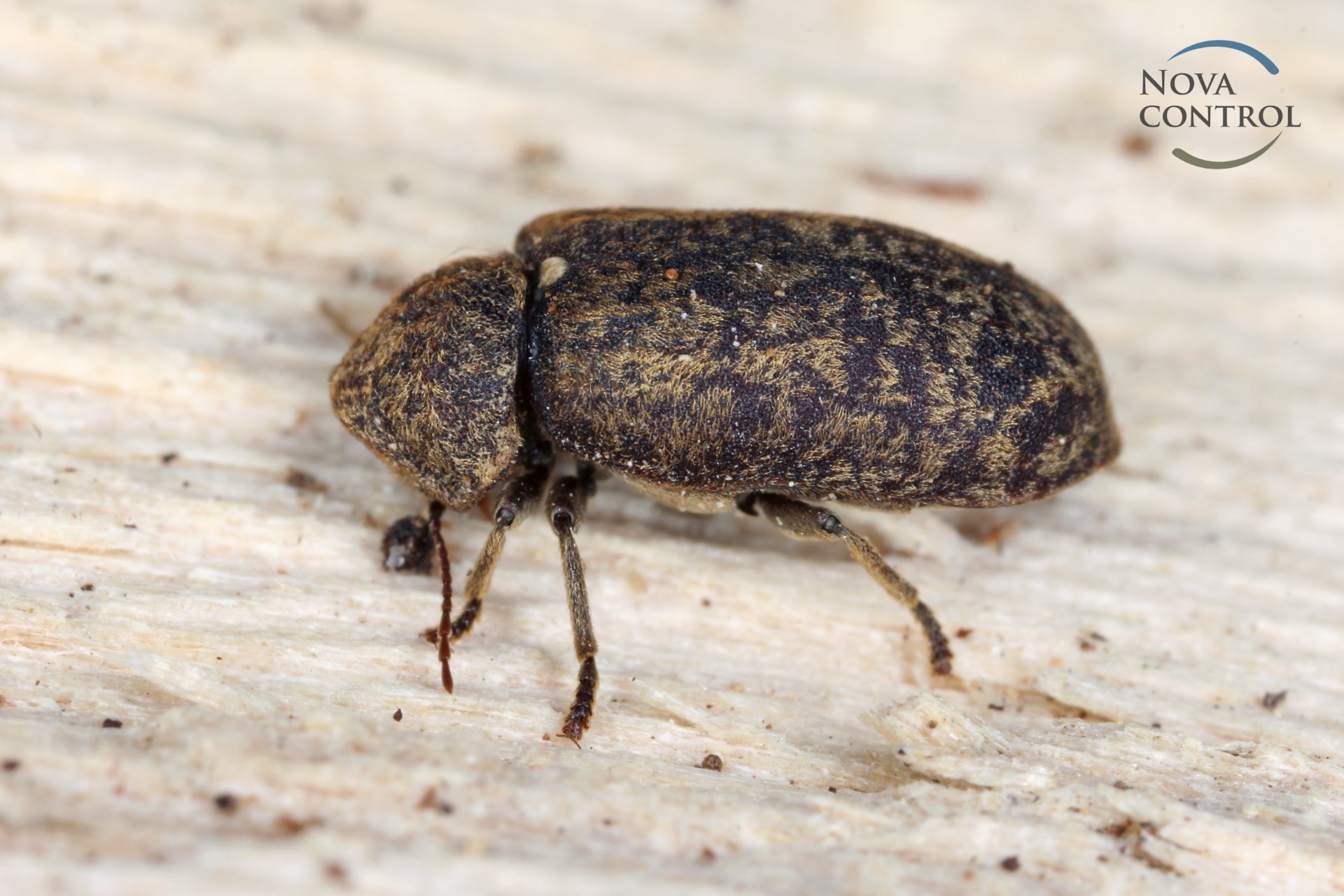 Death watch beetle - Xestobium rufovillosum on wood. It is a woodboring beetle from family Anobiidae.