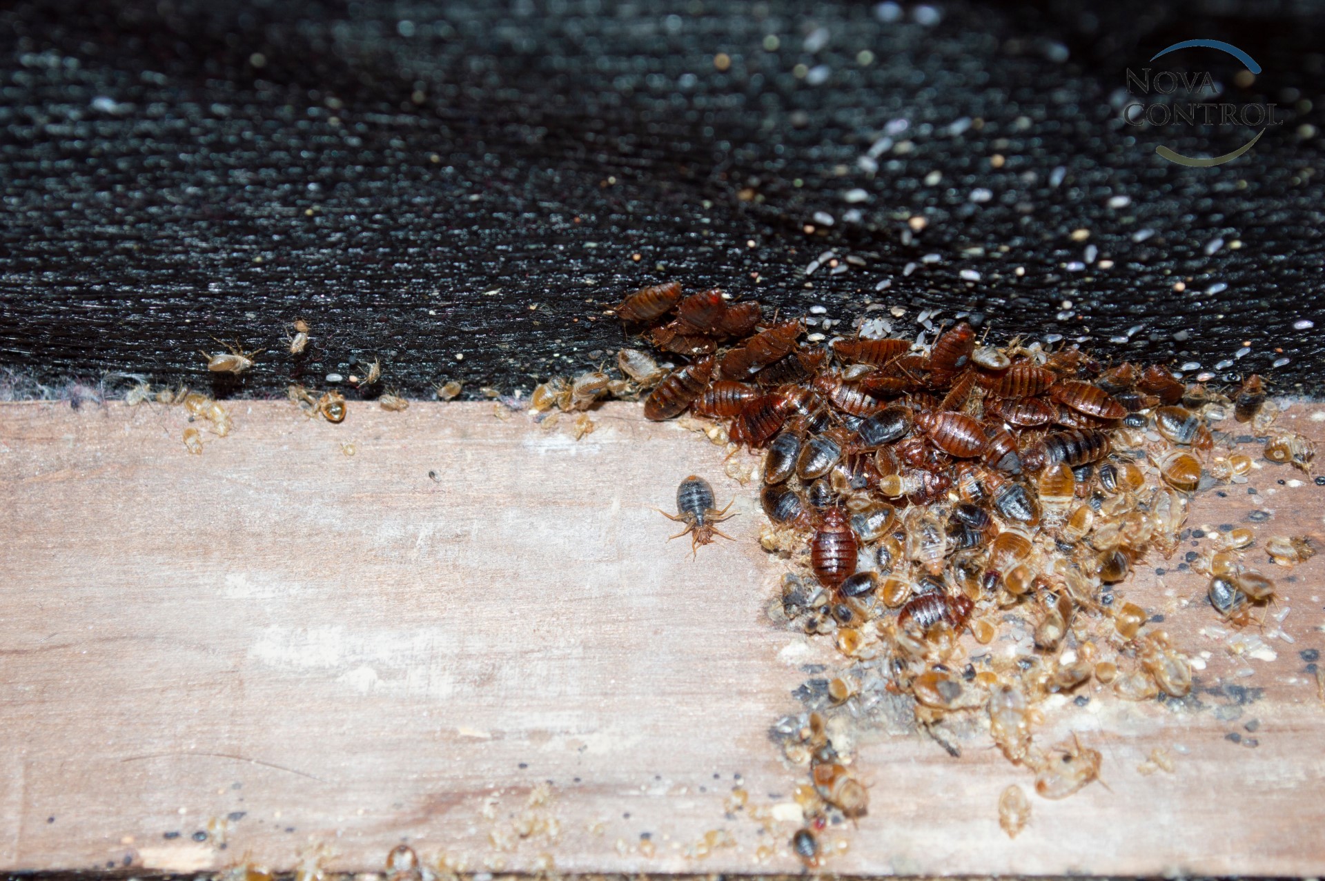 Cimex lectularius or bedbugs infest a wooden bed frame in city centre apartment building while being revealed by a pest control professional prior to treatment with pesticides.