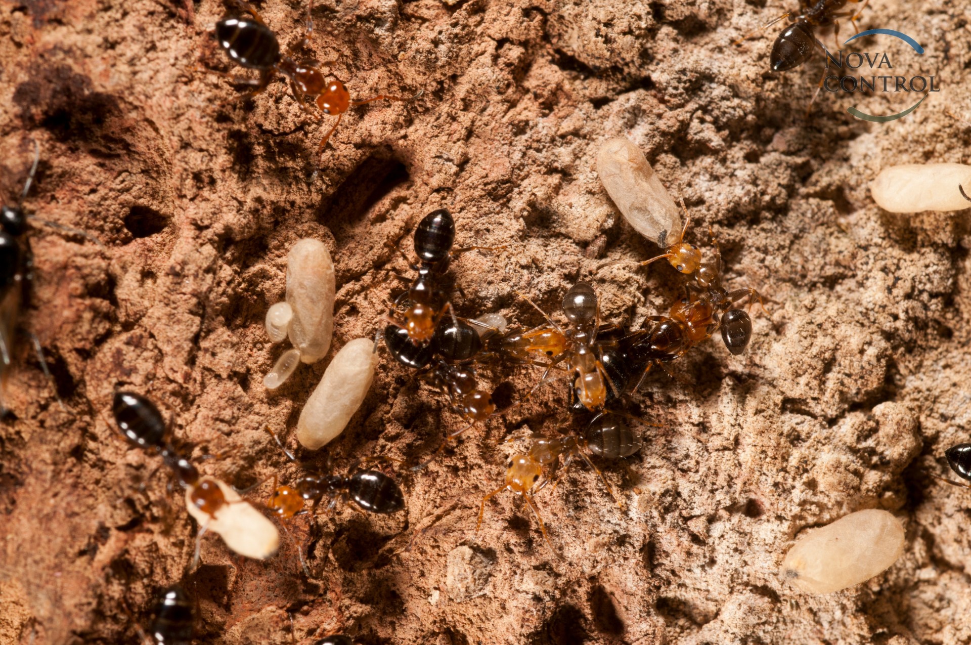 Camponotus lateralis, arboreal species of ant