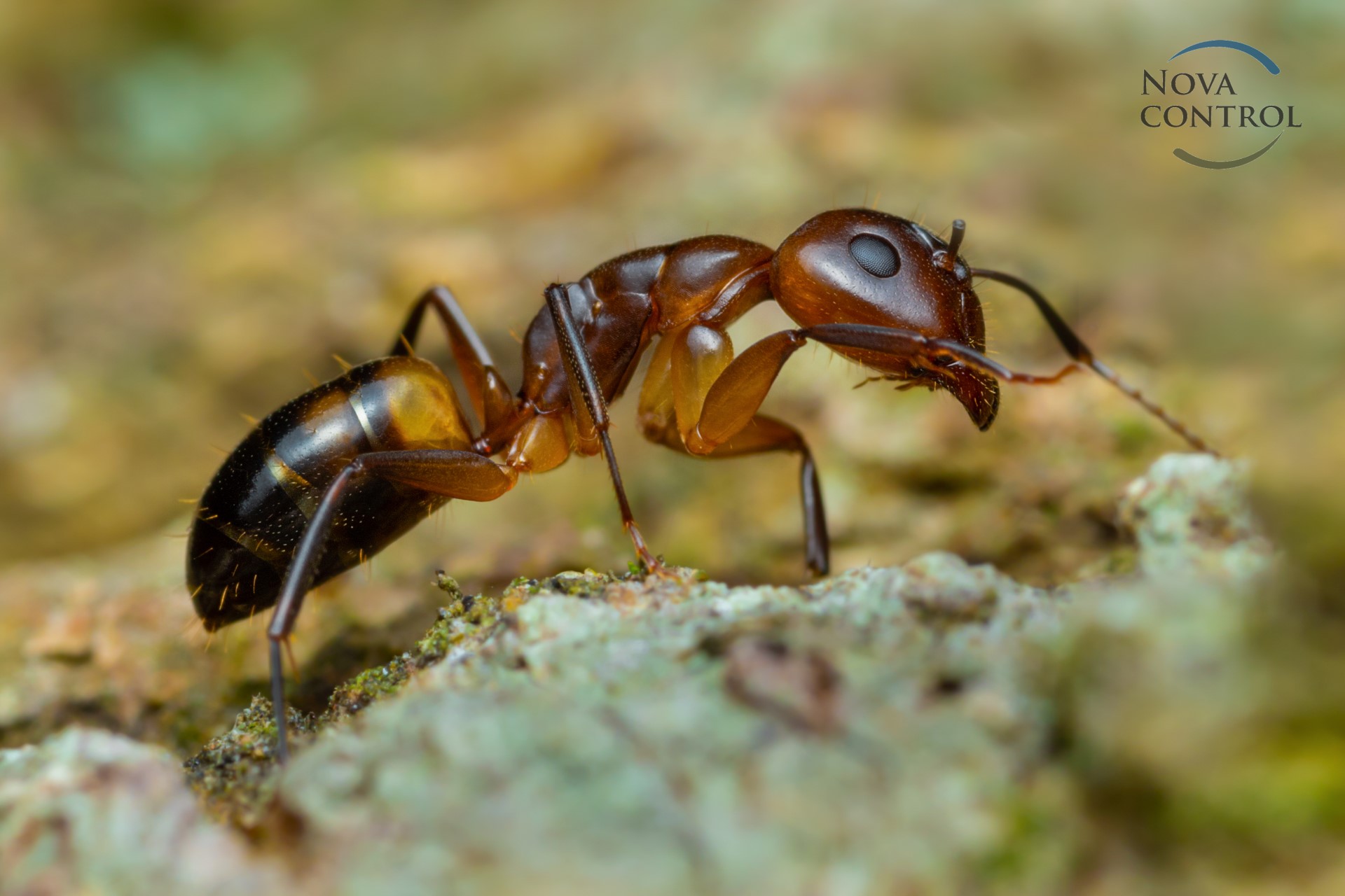 Ant orange (Linepithema humile)