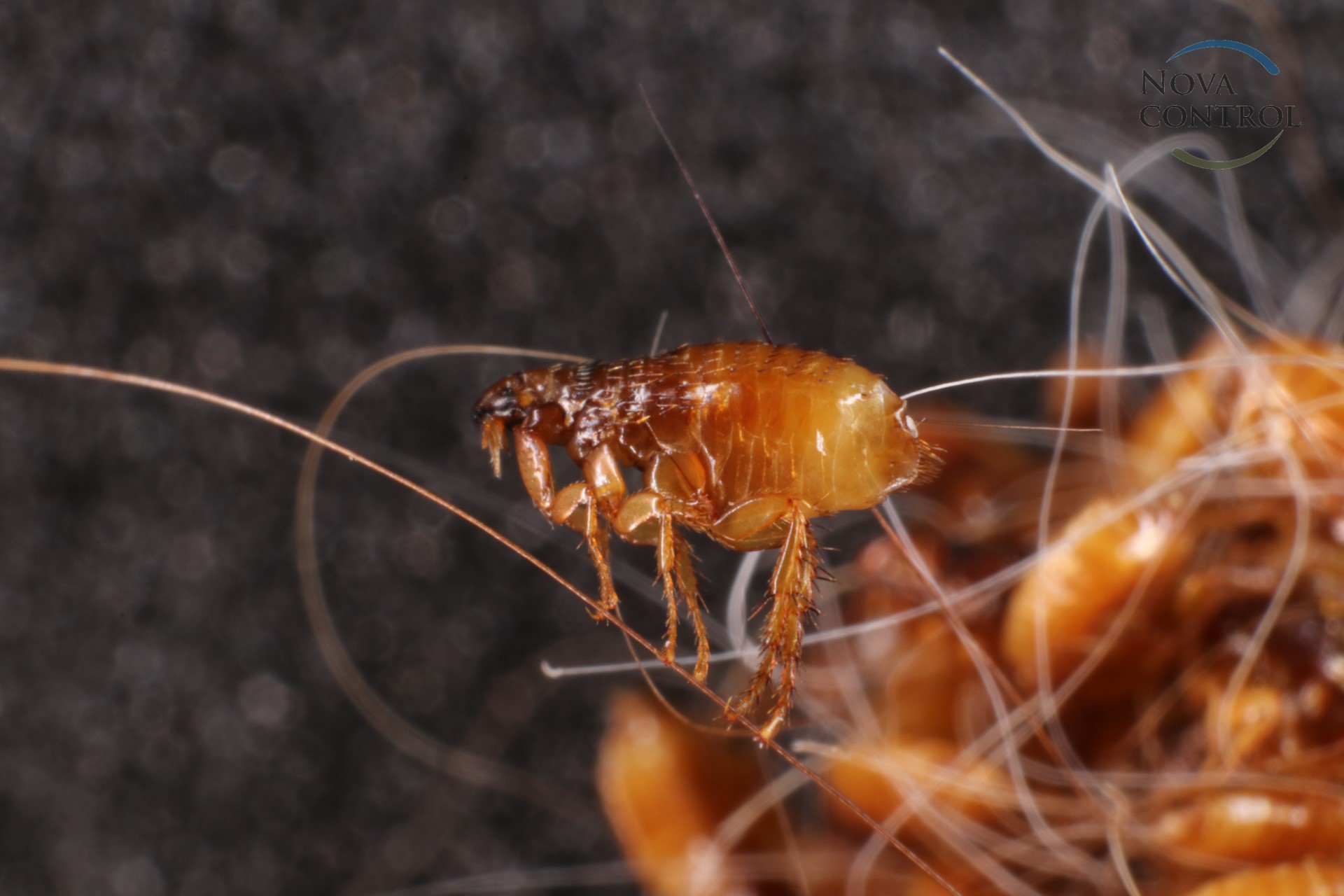 Cat flea (Ctenocephalides felis (Bouche, 1835)) in a cat's hair clump